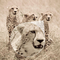 Fotomural Cheetah